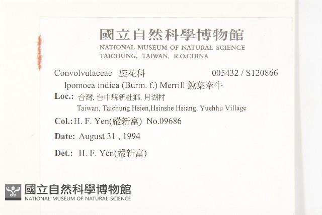 銳葉牽牛藏品圖，第2張