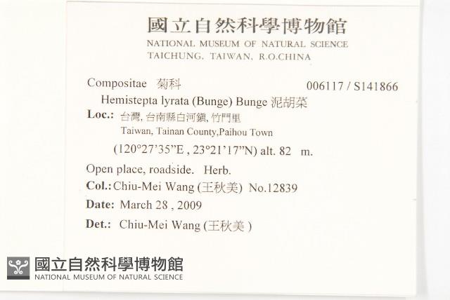 泥胡菜藏品圖，第2張