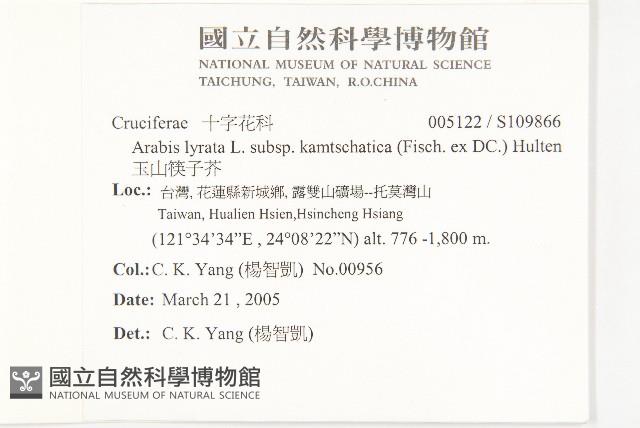 玉山筷子芥藏品圖，第2張