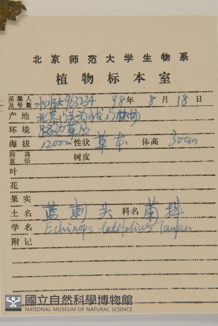 藍刺頭藏品圖，第2張