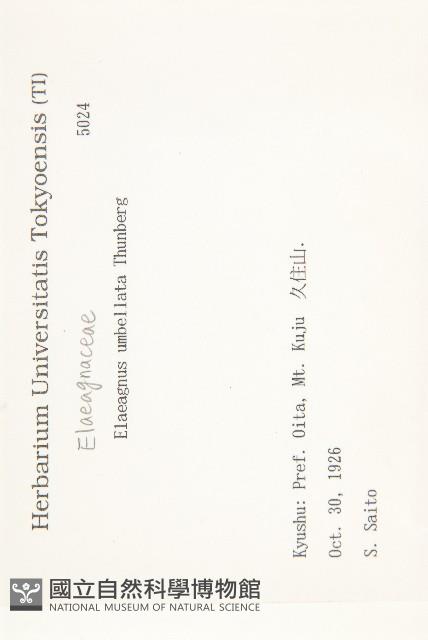 小葉胡頹子藏品圖，第2張