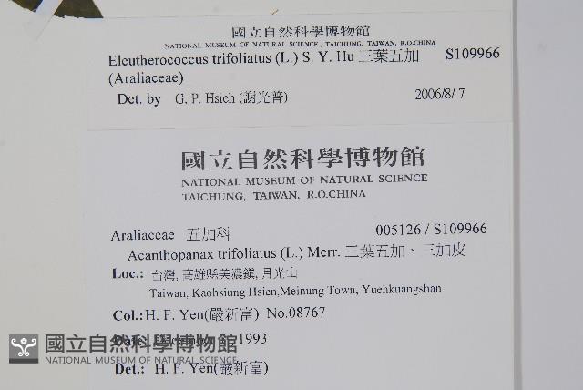 三葉五加藏品圖，第2張