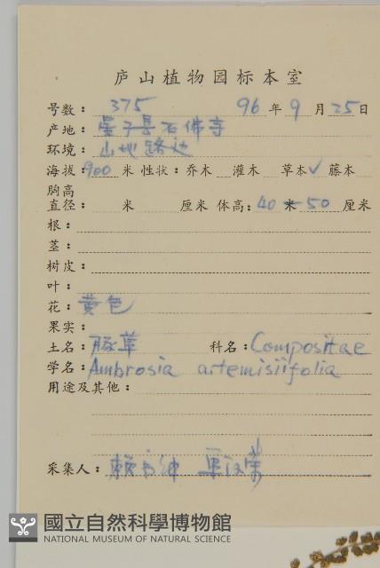 豬草、瘤果菊藏品圖，第2張