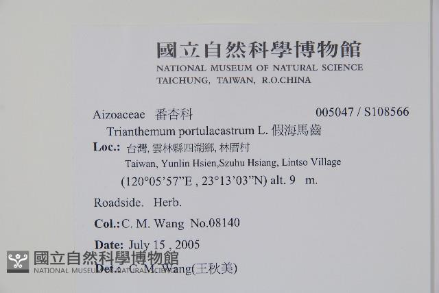 假海馬齒藏品圖，第2張