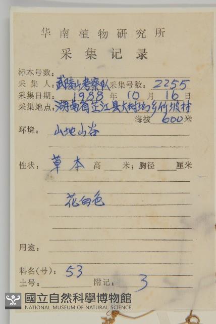 牛繁縷藏品圖，第2張