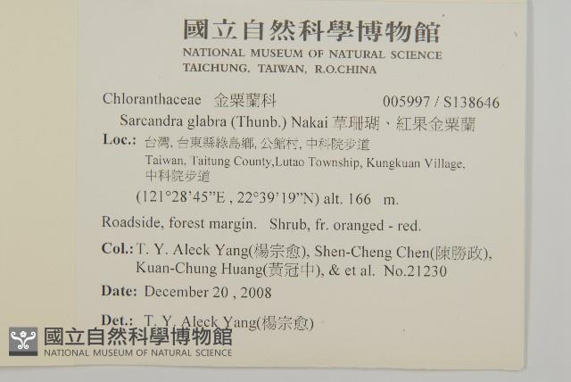 草珊瑚、紅果金粟蘭藏品圖，第2張