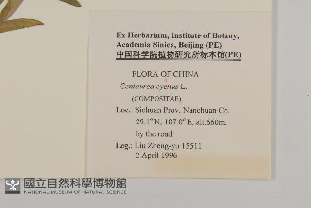 矢車菊藏品圖，第2張