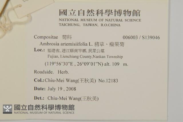 豬草、瘤果菊藏品圖，第2張