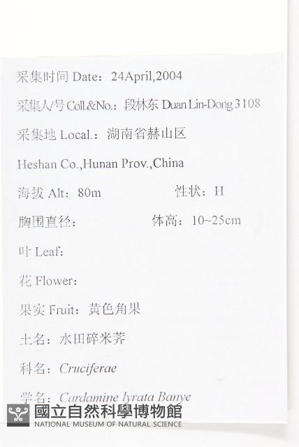 水田碎米薺藏品圖，第2張