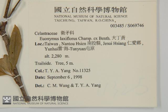 大丁黃藏品圖，第2張