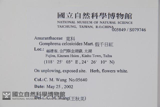 假千日紅藏品圖，第2張