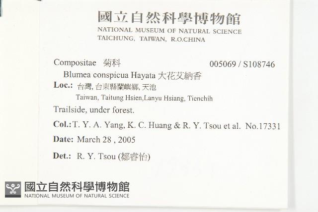 大花艾納香藏品圖，第2張