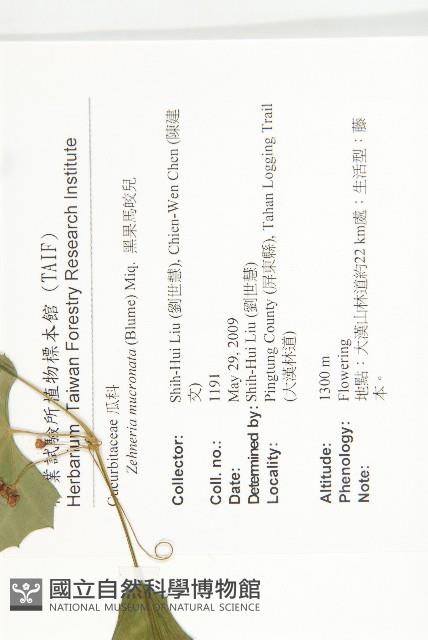 黑果馬交兒藏品圖，第2張