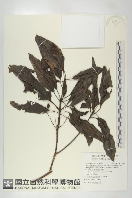 奧氏虎皮楠藏品圖，第1張