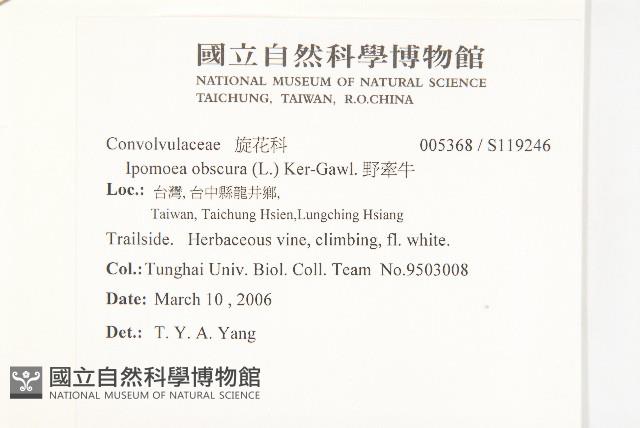 野牽牛藏品圖，第2張