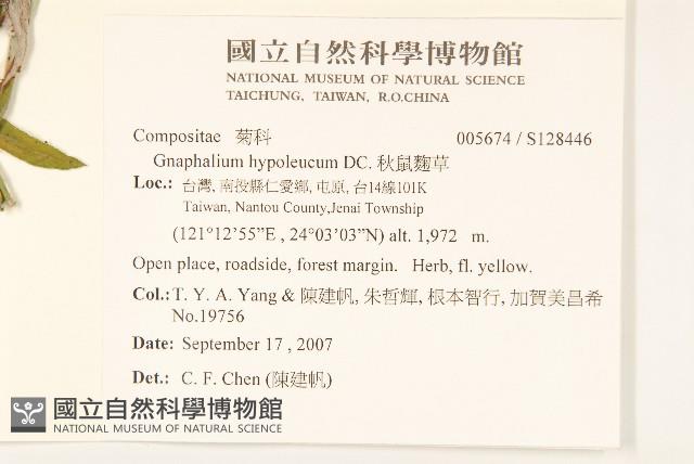 秋鼠麴草藏品圖，第2張