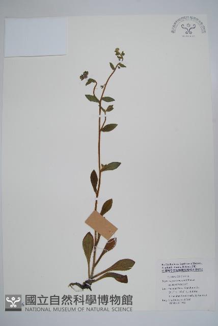 盾果草藏品圖，第1張