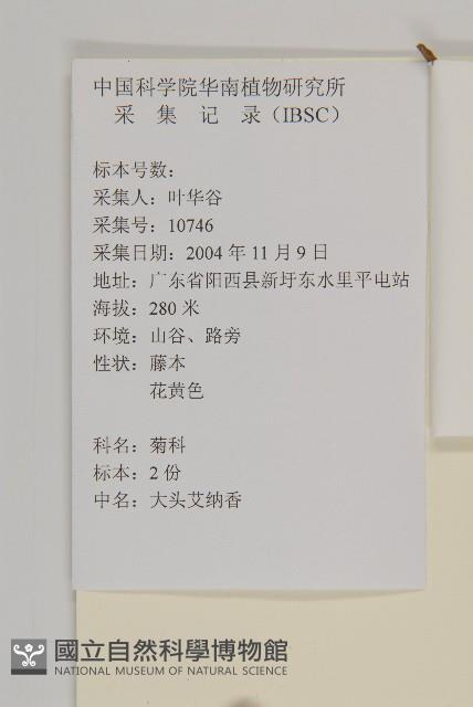 大頭艾納香藏品圖，第2張