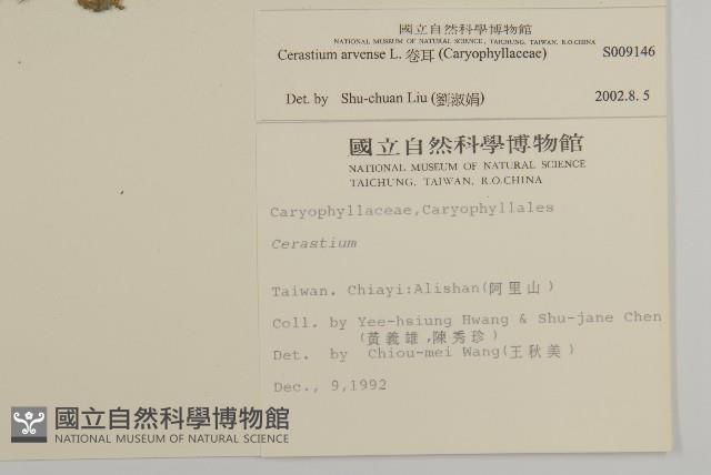 卷耳藏品圖，第2張