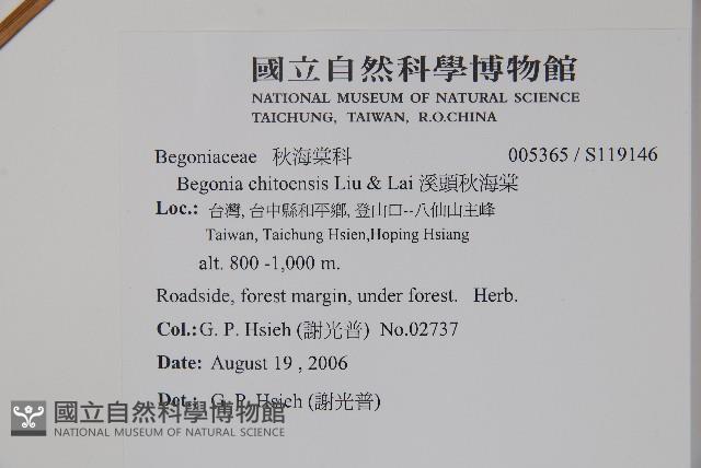 溪頭秋海棠藏品圖，第2張