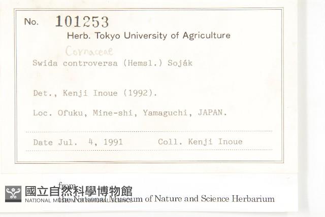 燈台樹藏品圖，第2張