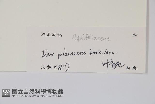 密毛假黃楊藏品圖，第2張