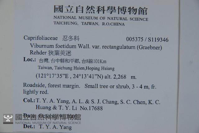 狹葉莢迷藏品圖，第2張