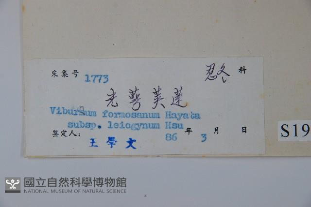 光萼莢迷藏品圖，第2張