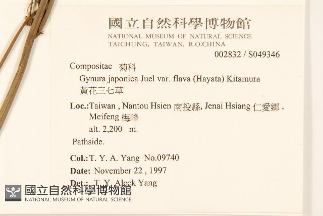 黃花三七草藏品圖，第2張