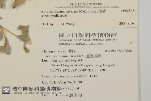 馬氏濱藜藏品圖，第2張