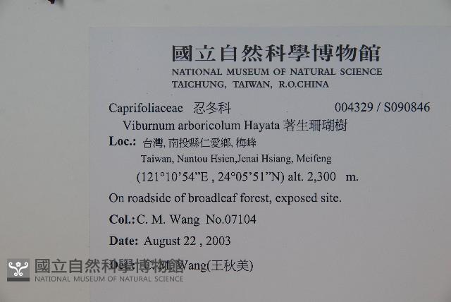 著生珊瑚樹藏品圖，第2張