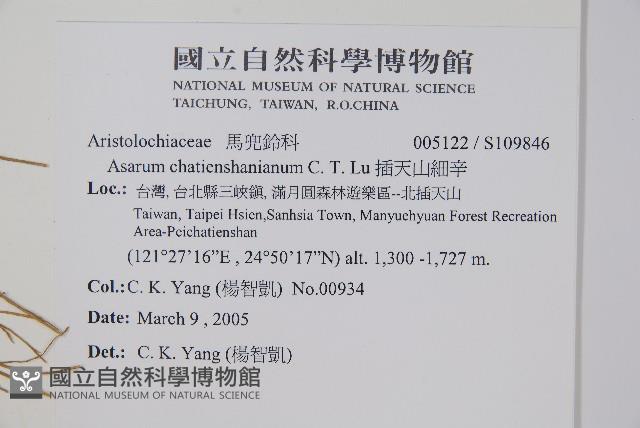 插天山細辛藏品圖，第2張