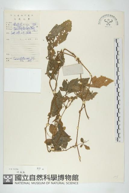 絞股藍藏品圖，第1張