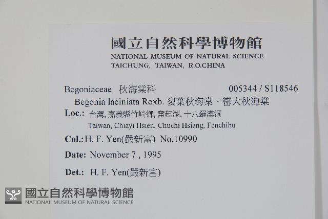 裂葉秋海棠、巒大秋海棠藏品圖，第2張