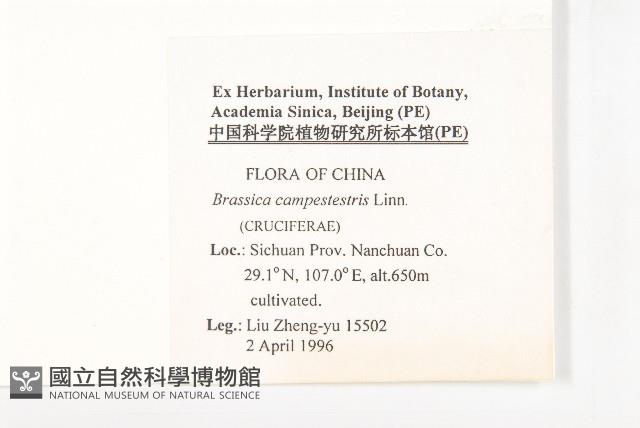 油菜藏品圖，第2張