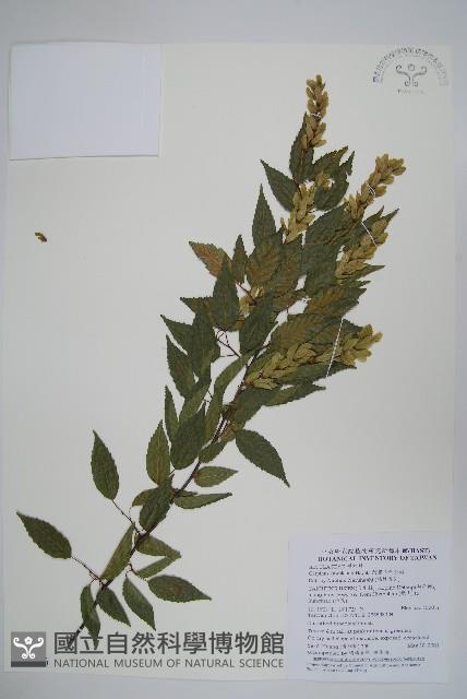 阿里山千金榆藏品圖，第1張