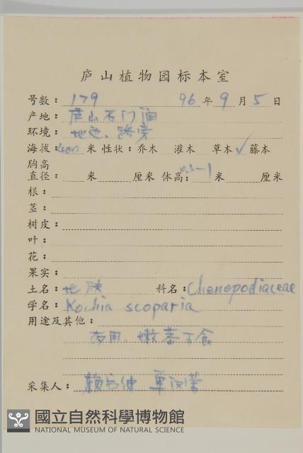 地膚、掃手草藏品圖，第2張