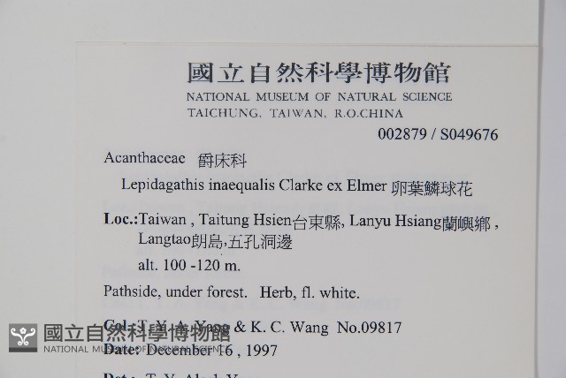 卵葉鱗球花藏品圖，第2張