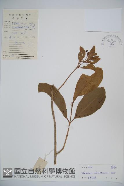 珊瑚樹藏品圖，第1張