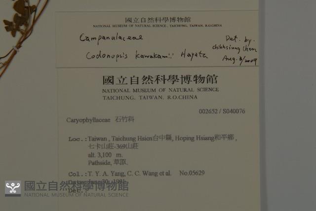 玉山山奶草藏品圖，第2張