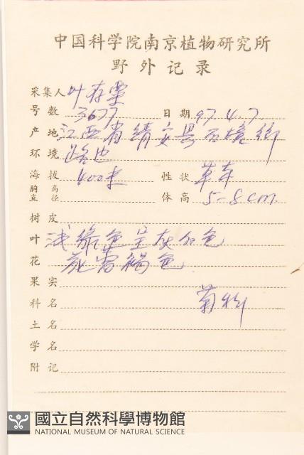 父子草、天青地白藏品圖，第2張