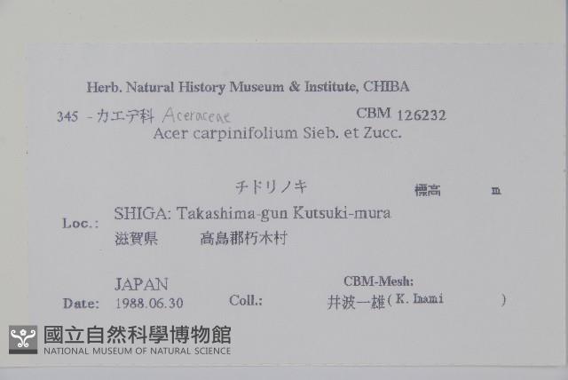 鵝耳櫪槭藏品圖，第2張