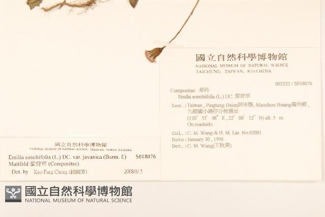 紫背草藏品圖，第2張