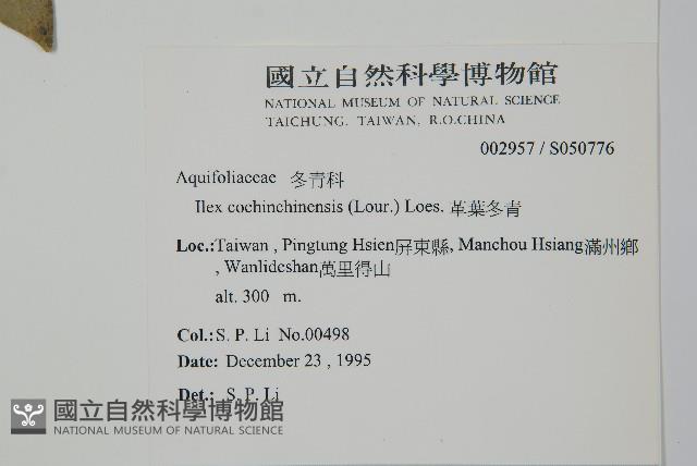 革葉冬青藏品圖，第2張