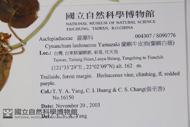 蘭嶼牛皮消、蘭嶼白薇藏品圖，第2張