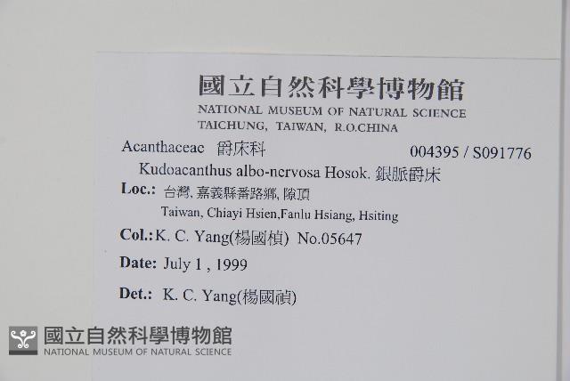 銀脈爵床藏品圖，第2張