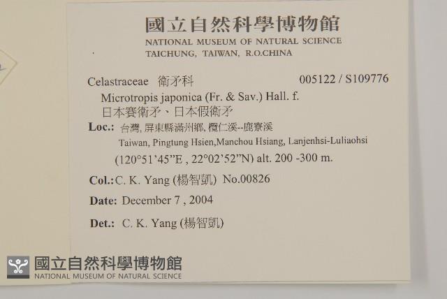 日本賽衛矛、日本假衛矛藏品圖，第2張