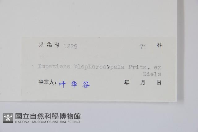 睫毛萼鳳仙花藏品圖，第2張