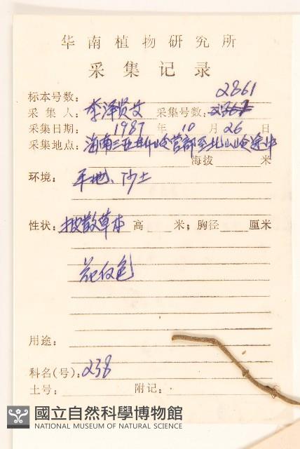 長柄菊藏品圖，第2張