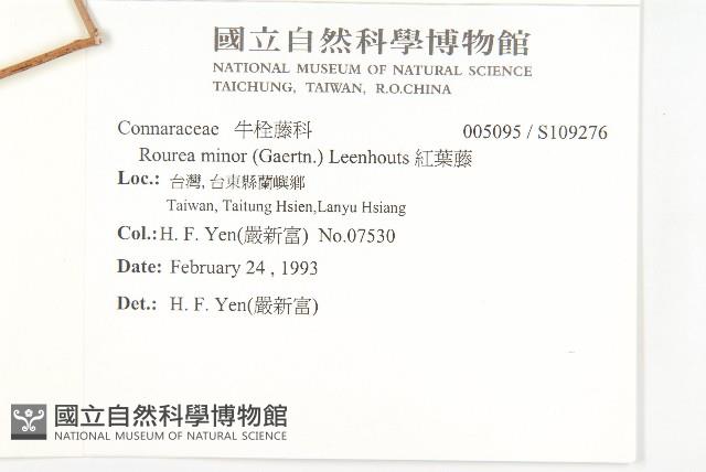 紅葉藤藏品圖，第2張